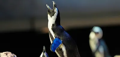 Wenn Pinguine ins Altersheim kommen