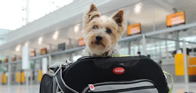 Mit Hund fliegen wird immer beliebter – Was gilt es zu beachten?