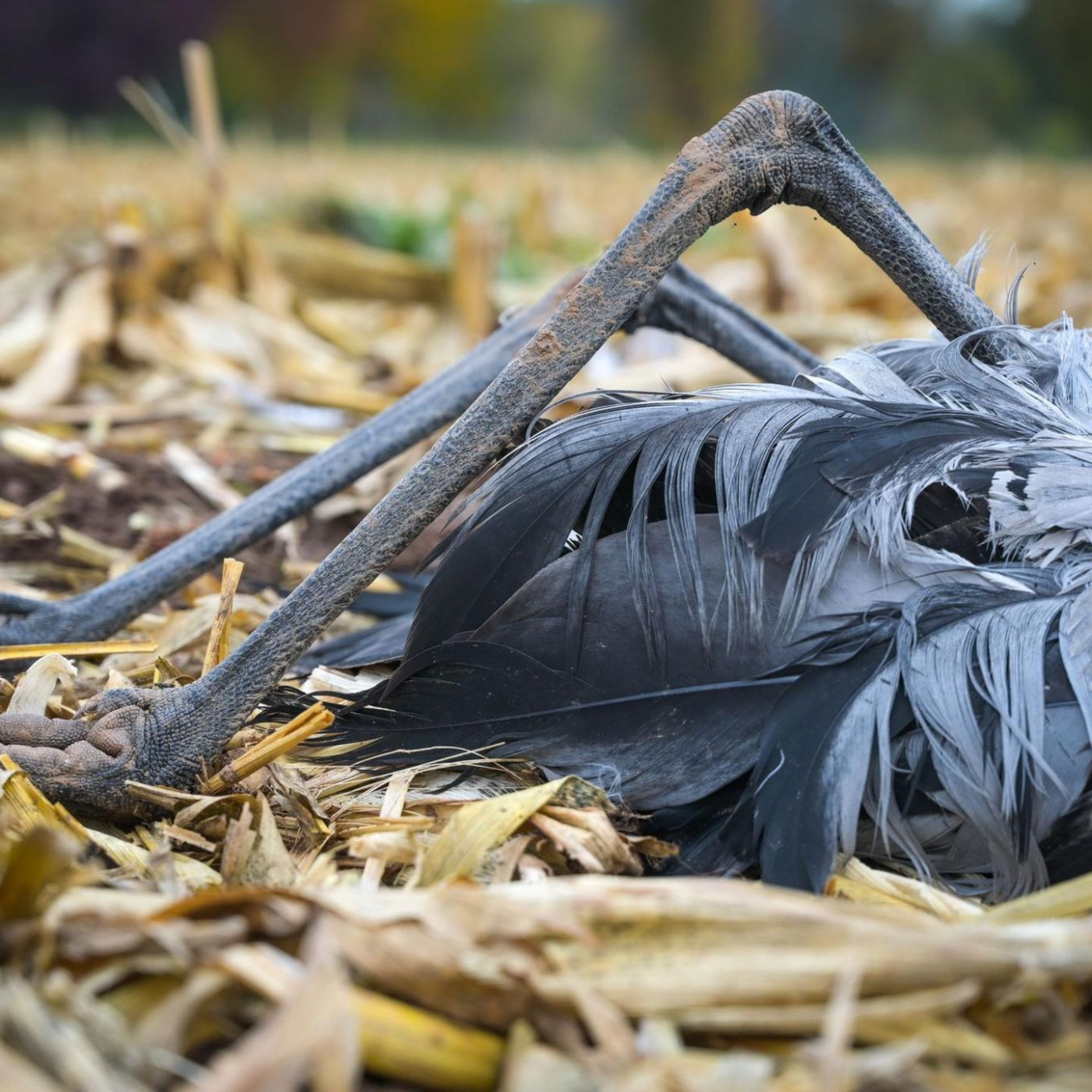 Vogelgrippe: US-Behörde meldet H5N5-Fall bei einem Menschen
