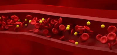 Früh oder spät essen? Wie der Zeitpunkt den Fettstoffwechsel beeinflusst