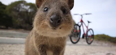 Wie diese niedlichen Tiere einer australischen Insel den Tourismus-Boom bescherten