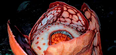 Forscher entdeckt nach 13 Jahren extrem seltene Pflanze  – und bricht in Tränen aus