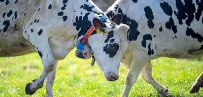 Plastik im Rindermagen &ndash; das unsichtbare Risiko f&uuml;r unsere Nahrung