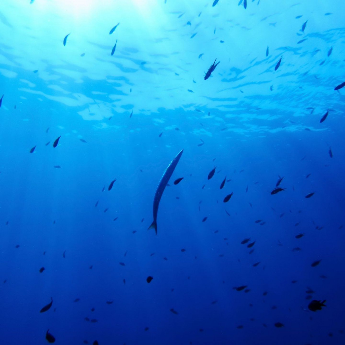 Deutschland will Schutzabkommen f&uuml;r Hochsee beitreten