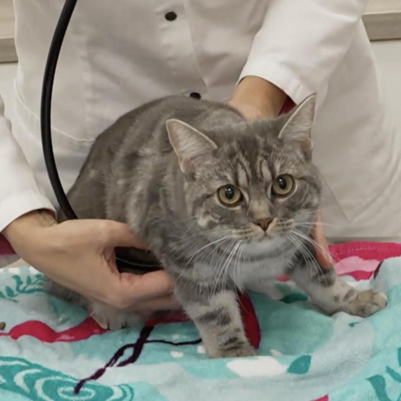 Katze stirbt an Vogelgrippe &ndash; was Haustierhalter jetzt wissen sollten