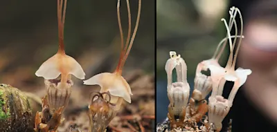 Forscher entdeckt eine der seltensten Pflanzen der Welt auf Picknickplatz