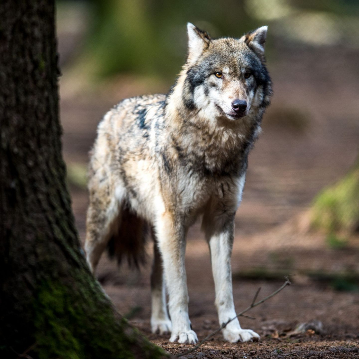 Wolfs-Absch&uuml;sse sollen leichter werden