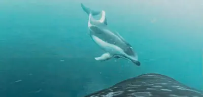 Erstmals dokumentiert &ndash; wie Orcas und Delfine gemeinsam jagen