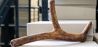 Forscher finden 12.000 Jahre altes Rentier-Geweih in historischer Fundkiste