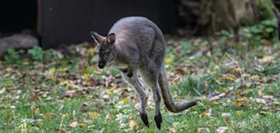 Andere L&auml;nder, andere Weihnachtsboten