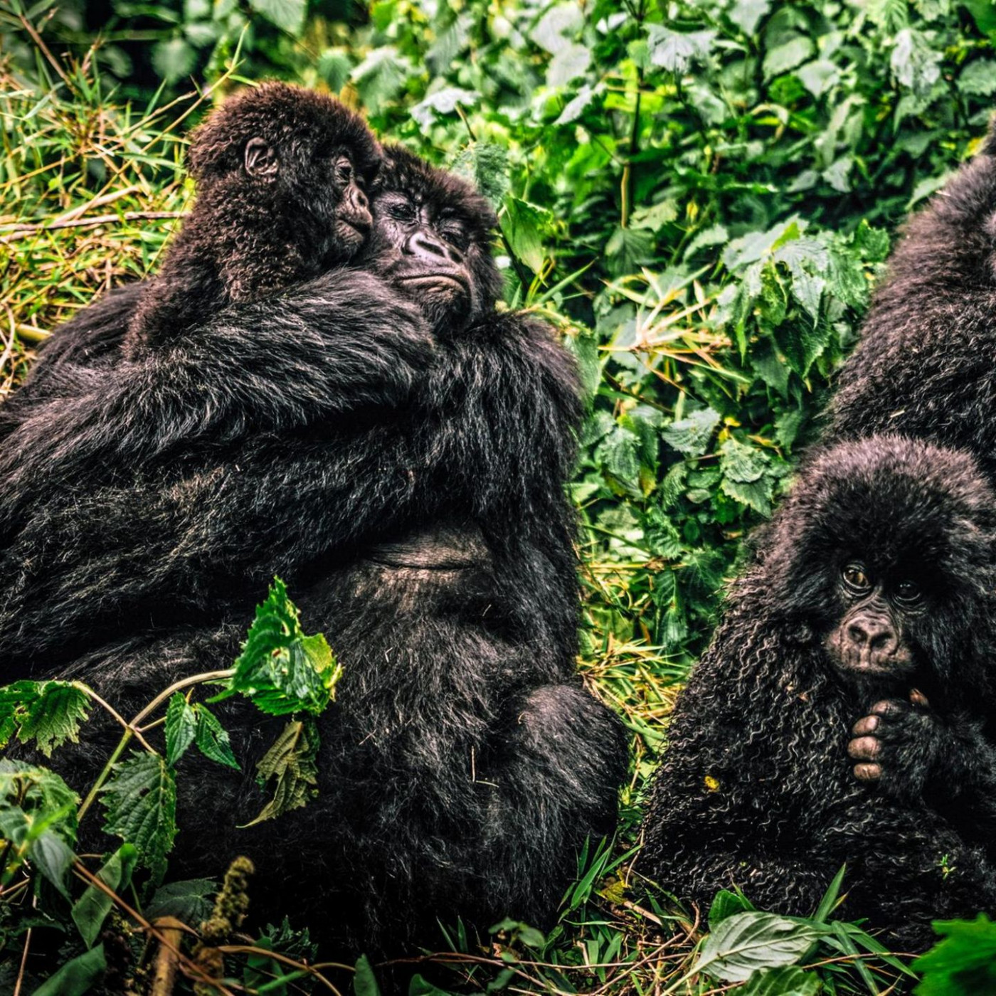Die Berggorillas vermehren sich pr&auml;chtig. Das ist auch ein Problem