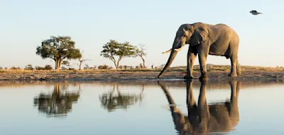 Warum der Tourismus in Botswana von der Diamantenkrise profitieren k&ouml;nnte