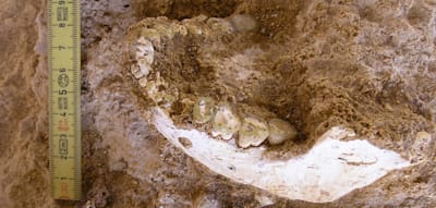 &Uuml;ber 770.000 Jahre alte Knochen ver&auml;ndern Geschichte von Homo sapiens und Neandertaler