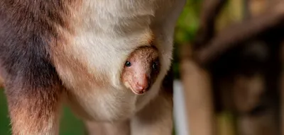 Extrem seltenes Baumk&auml;nguru-Baby begeistert englische Zoo-Besucher