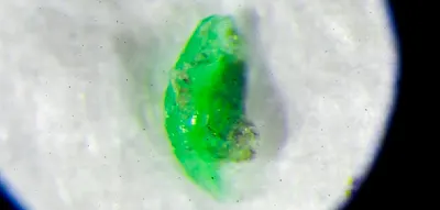 Doch nicht sch&auml;dlich? Forscher bezweifeln Gefahr durch Mikroplastik im K&ouml;rper