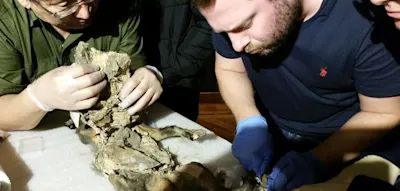 Mehr als 14.000 Jahre alt &ndash; Forscher finden &Uuml;berreste eines Wollnashorns im Magen eines Wolfes