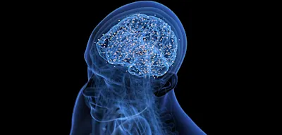 Der Einfluss der Belohnungszentren auf das Immunsystem