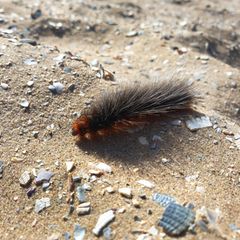 Diese gef&auml;hrlichen Tiere leben im Ihrem Lieblingsurlaubsland