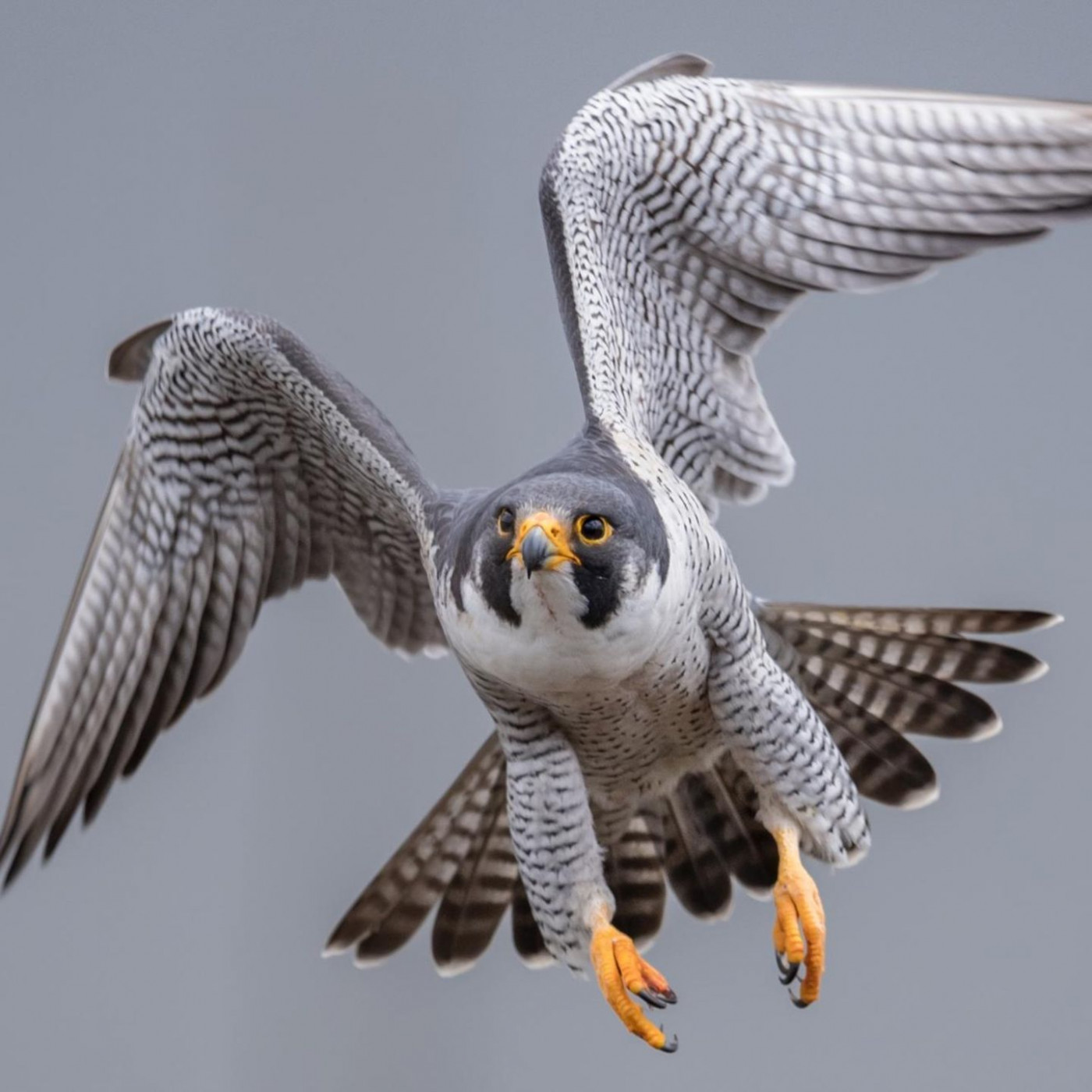 Diese Tiere k&ouml;nnen unglaubliche Dinge, von denen Menschen nur tr&auml;umen