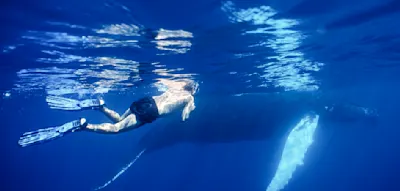 Wo Buckelwale springen, schnauben und mit Menschen spielen