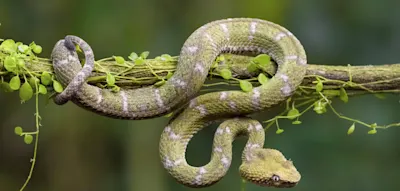 &bdquo;Wenn sie dich bei&szlig;t, ist der Urlaub vorbei&ldquo;