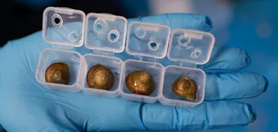 &bdquo;Ausgestorbene&ldquo; Schnecken-Art &uuml;berlebt hinter Eisdiele &ndash; und wird gerettet