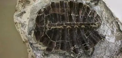 Elfj&auml;hriger sucht Kristalle und gr&auml;bt 48 Millionen Jahre alte Schildkr&ouml;te aus