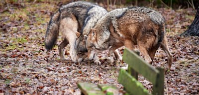 Besonders ein Faktor treibt W&ouml;lfe dazu, ihre Scheu zu &uuml;berwinden