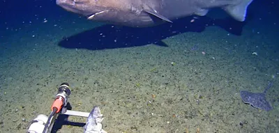 Forscher filmen Hai in der Antarktis &ndash; auf 490 Metern Tiefe