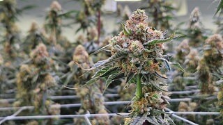 Boom bei Medizin-Cannabis: Bundesregierung will Online-Verschreibung wieder beschr&auml;nken