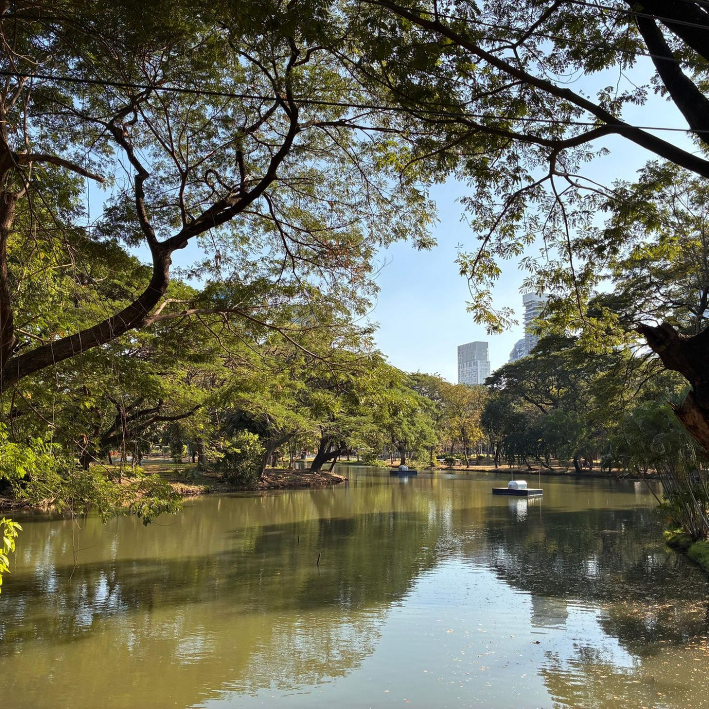 Wo Warane zwischen Wolkenkratzern baden