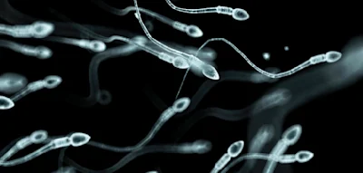 Forscher finden heraus, zu welcher Jahreszeit die Spermienqualit&auml;t am besten ist