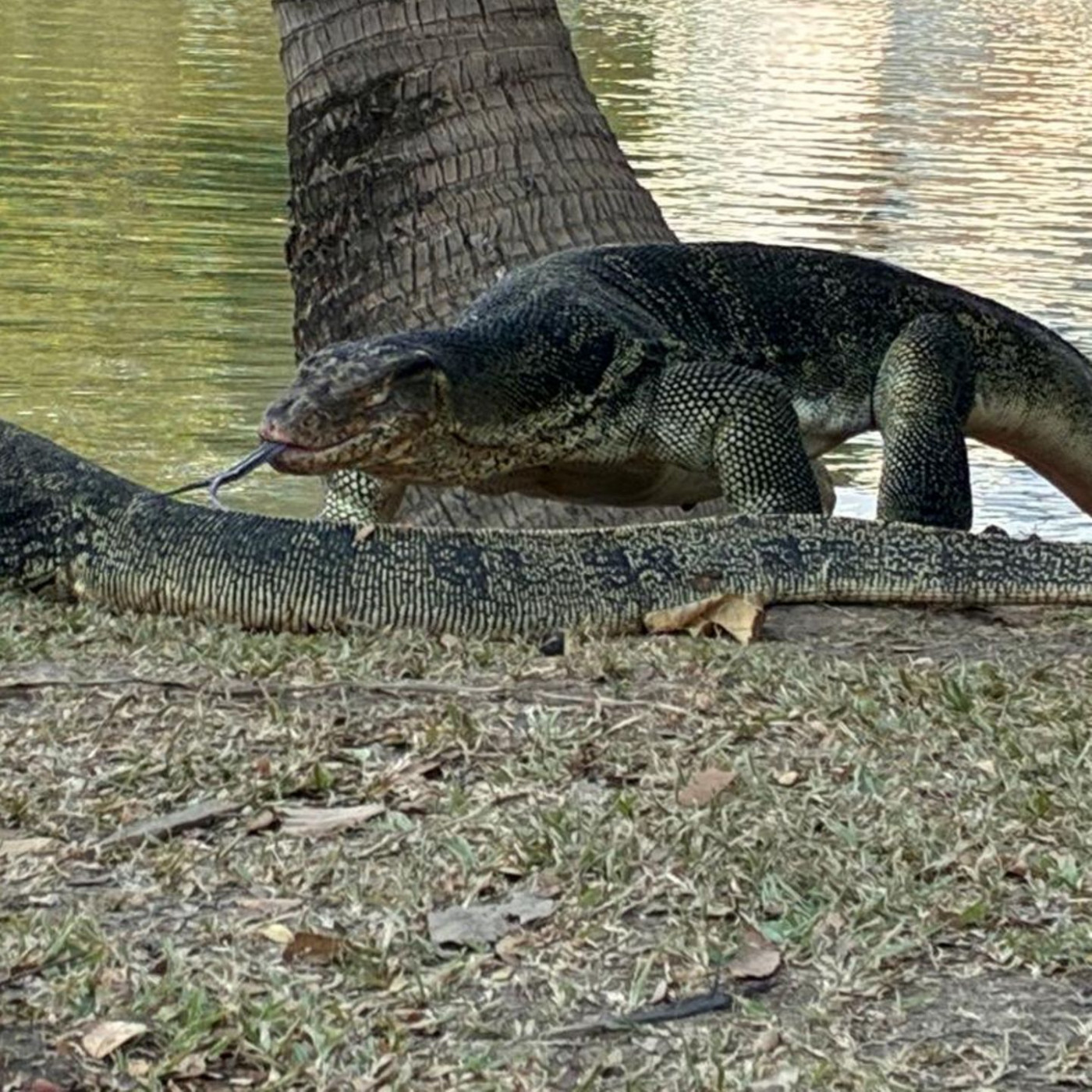 Wo Riesenechsen zwischen Wolkenkratzern baden