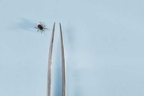 Zecken richtig entfernen: So sinkt das Risiko einer Infektion