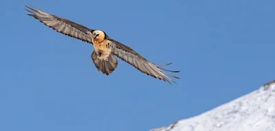 Wo die gro&szlig;en V&ouml;gel im Winter br&uuml;ten &ndash; Schneesafari durch die Hohen Tauern