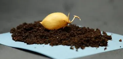 Forscher z&uuml;chten erstmals Kichererbsen in Mondstaub