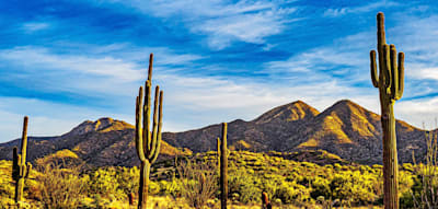 Arizona &ndash; wo Kakteen die Superstars sind und unter Polizeischutz stehen