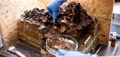 Arch&auml;ologen r&auml;tseln &uuml;ber Holzpflock in 10.500 Jahre alten Sch&auml;del eines Auerochsen