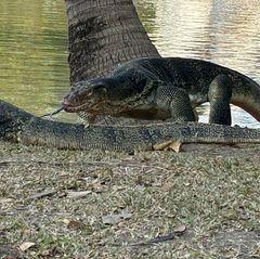 Wo Riesenechsen zwischen Wolkenkratzern baden