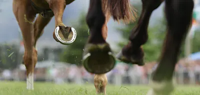 Preisgekr&ouml;ntes Pferd wird geschlachtet und in Suppenk&uuml;che serviert