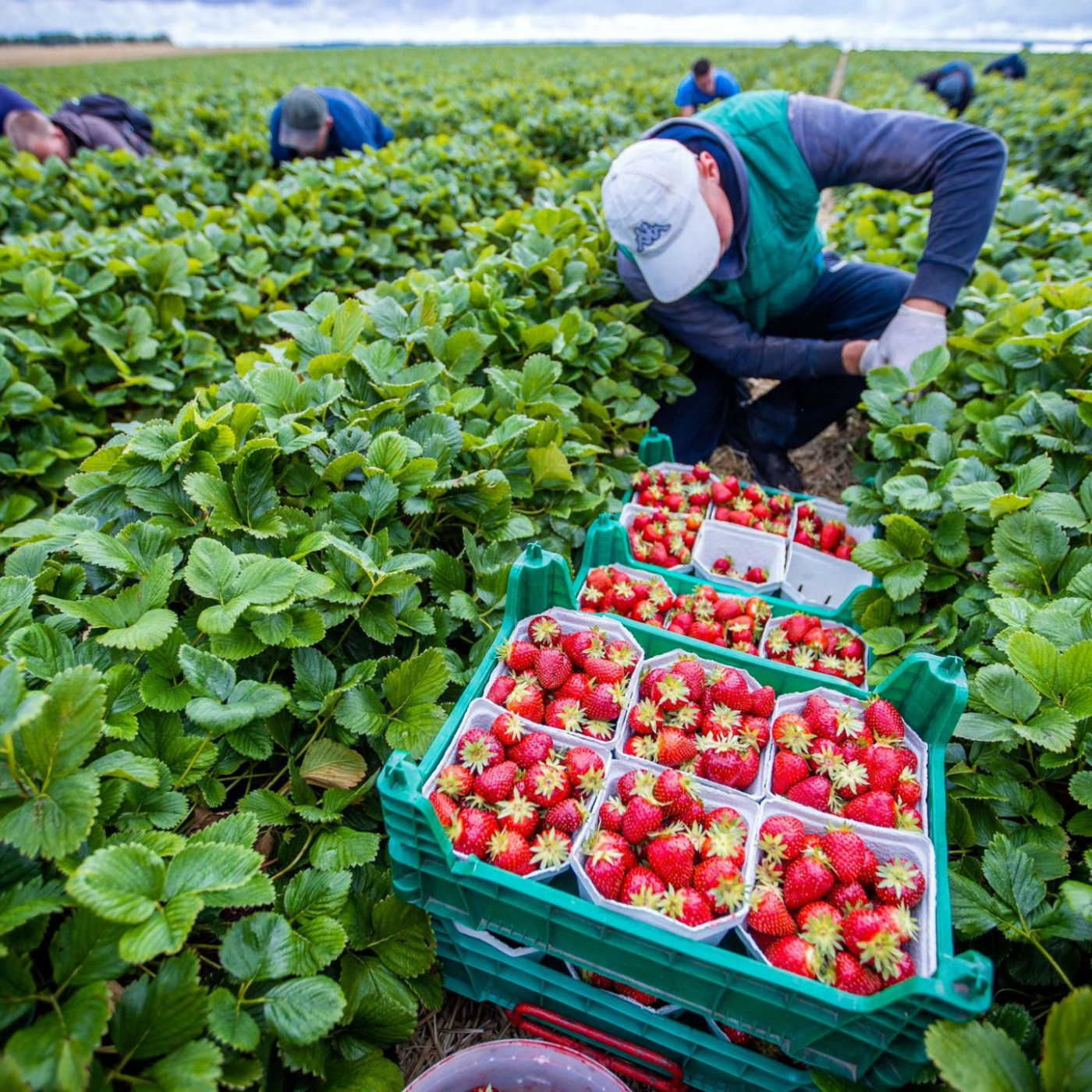 Agrarminister: keine Einigung auf Mindestlohn-Ausnahmen