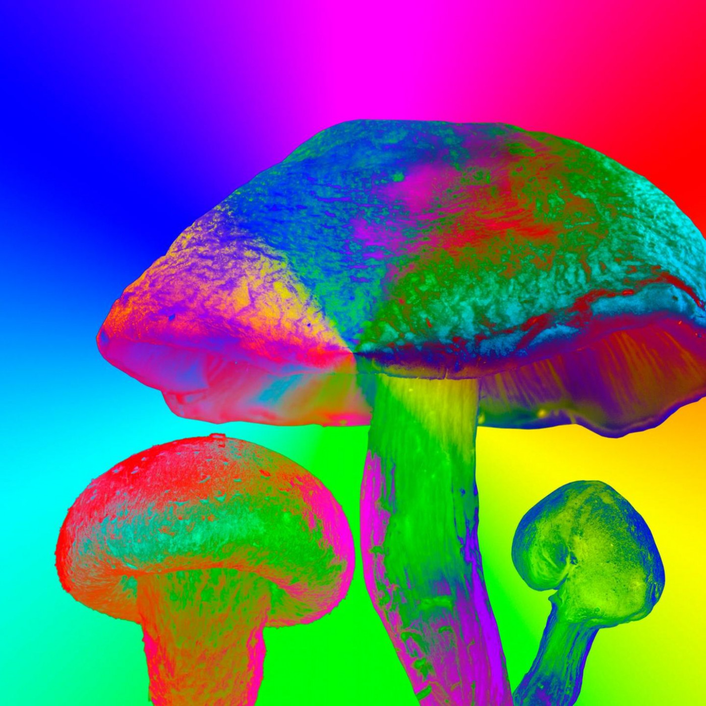 Helfen Pilze gegen Depressionen? Eine gro&szlig;e Studie weckt Hoffnung &ndash; aber &hellip;