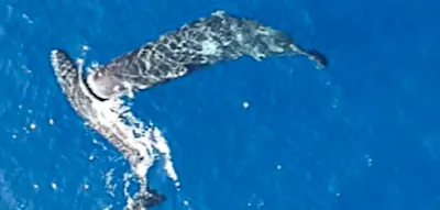 Forscher filmen erstmals Pottwale, die ihre Artgenossen gezielt rammen