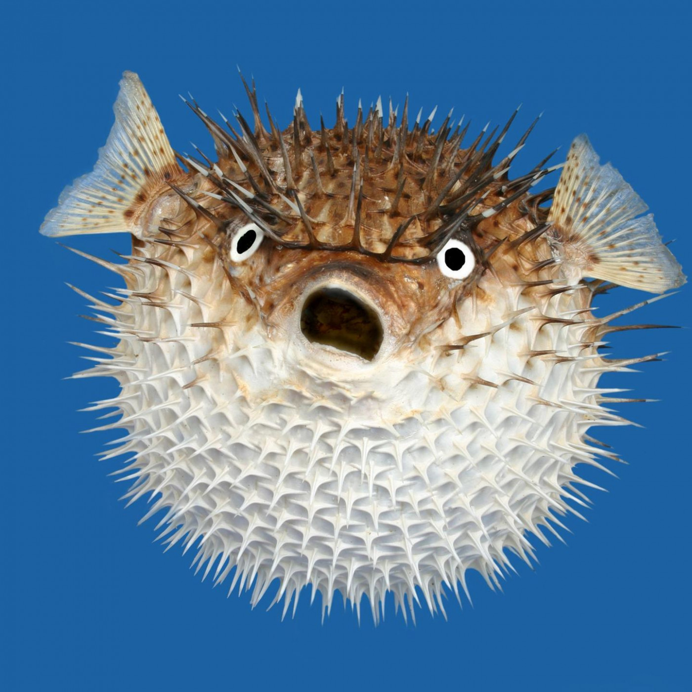 Das sind die t&ouml;dlichsten Gifte der Welt