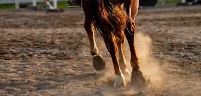 Tierqu&auml;lerei bei Jugendturnier &ndash; Polizei gibt Hinweise auf Motiv der T&auml;ter