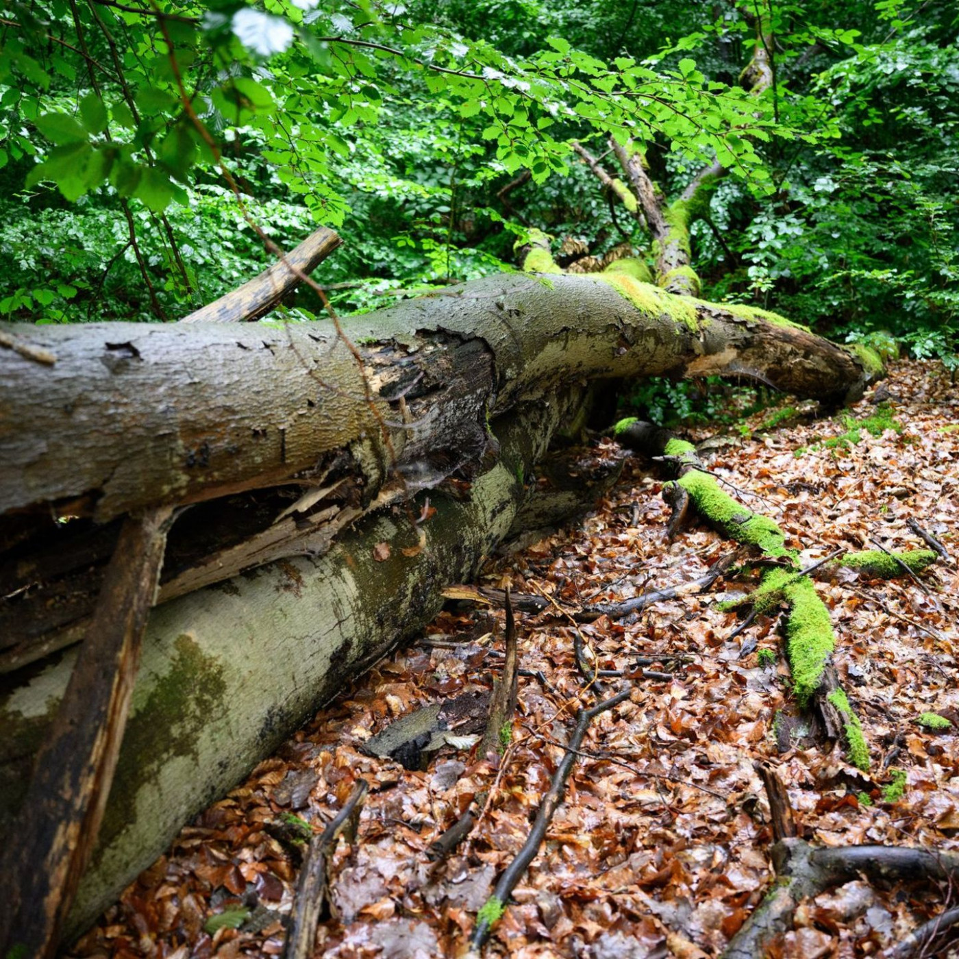 Reichen die 67 Ma&szlig;nahmen der Regierung f&uuml;rs Klimaschutzziel?