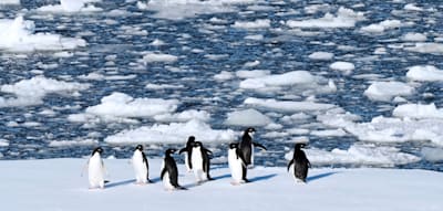 Kurz mal hinfliegen &ndash; die Antarktis als Ziel f&uuml;r Bequeme und Angsthasen