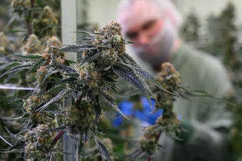 BGH zieht klare Linie bei Cannabis-Werbung im Netz