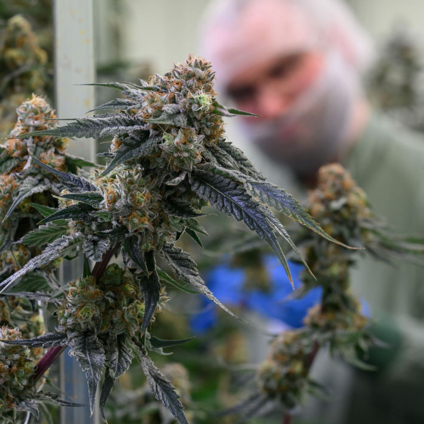 BGH: Keine Werbung f&uuml;r Cannabis-Behandlung im Internet