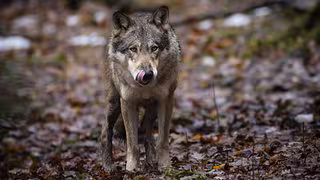 Jagd auf W&ouml;lfe k&uuml;nftig m&ouml;glich